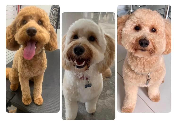 Goldendoodles for sale
