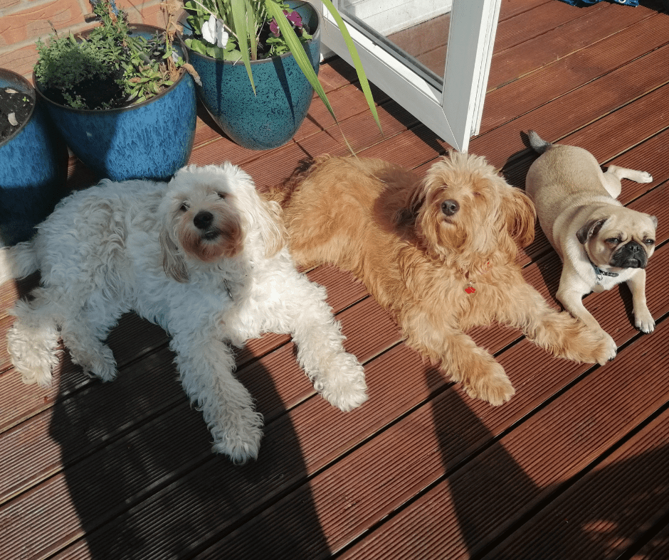 Health tested goldendoodles for sale