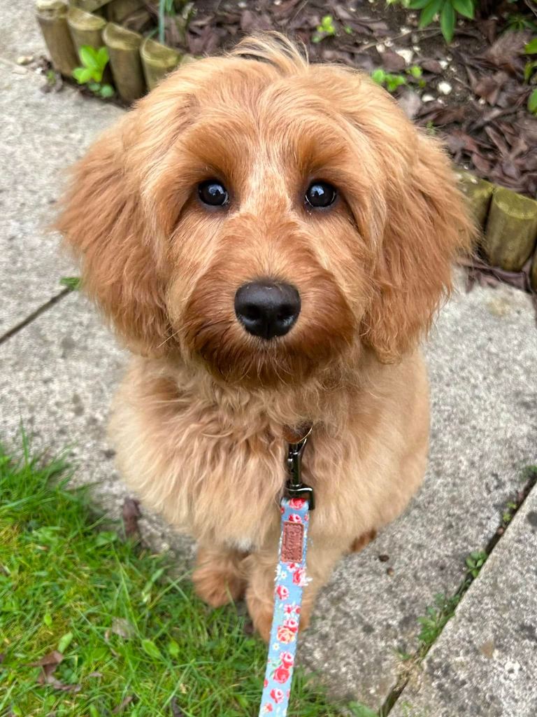 Goldendoodle for sale