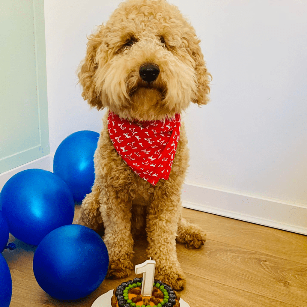 Goldendoodle puppies for sale London
