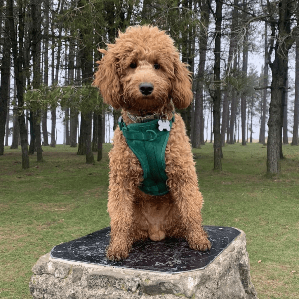 Health tested puppies for sale Shropshire