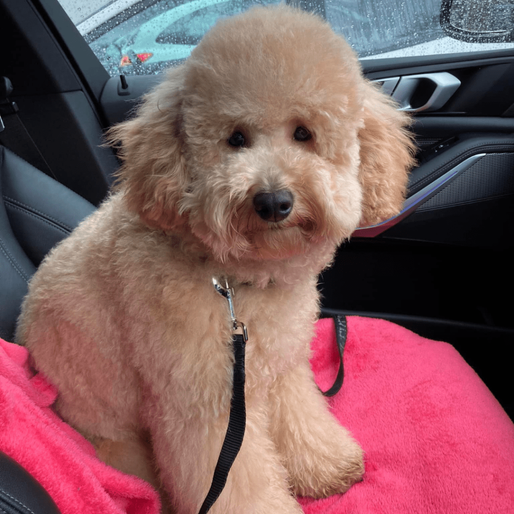 Trusted Goldendoodle breeder