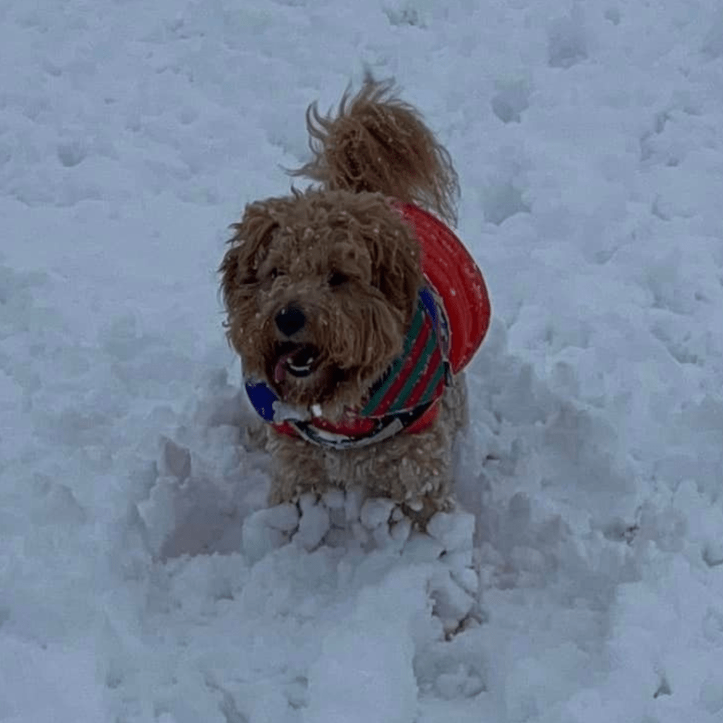 Buy Goldendoodle puppy