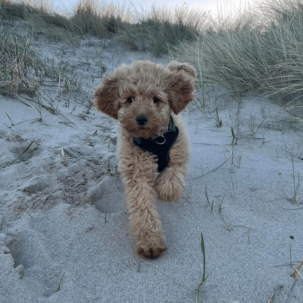 Health tested Mini Goldendoodle puppies for sale
