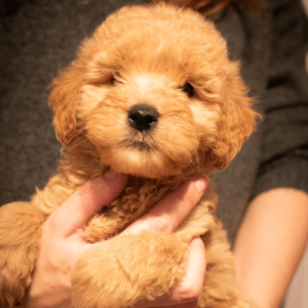 Health tested Goldendoodle puppies for sale near me