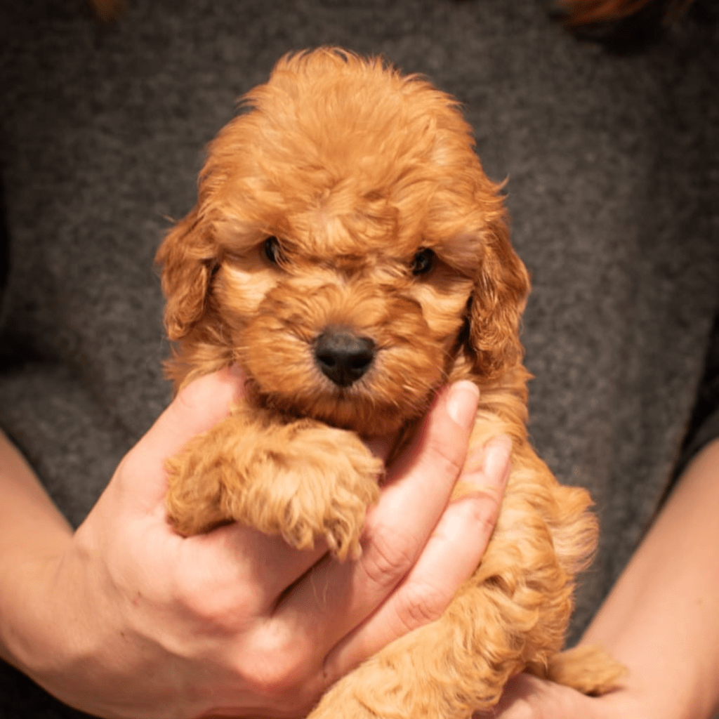 Reputable Goldendoodle breeders