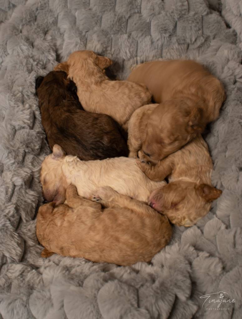 Mini Goldendoodle puppy for sale