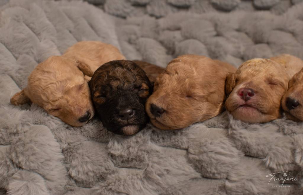 F1B Mini Goldendoodle puppy