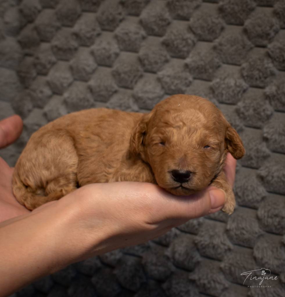 F1b Mini Goldendoodle puppy for sale