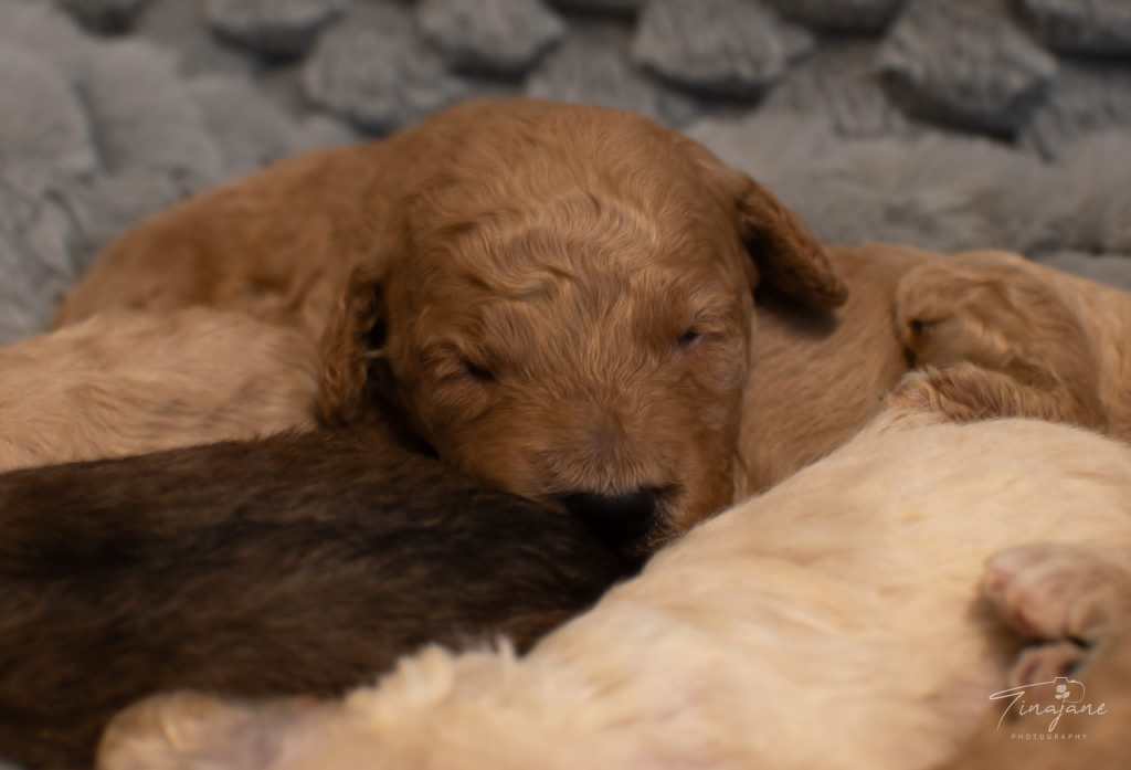 Health tested goldendoodle for sale