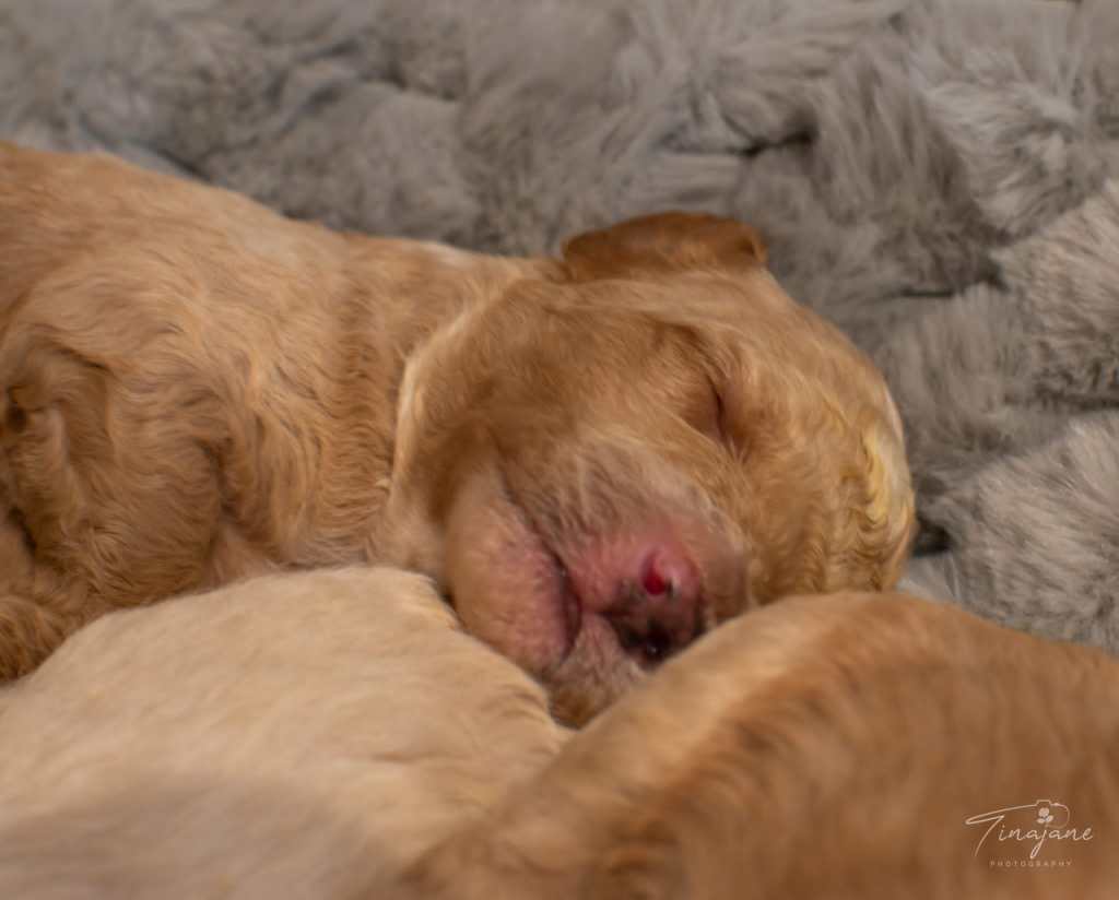 Mini Goldendoodle puppy for sale